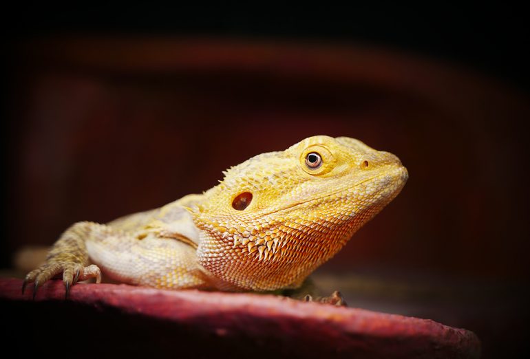 Prise de vue "dragon barbu" POGONA