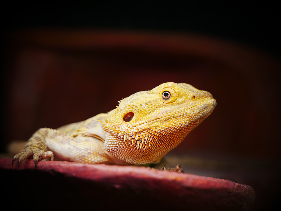 Prise de vue "dragon barbu" POGONA